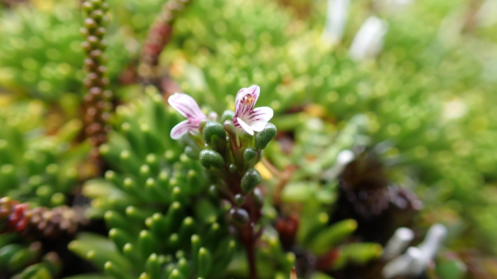 Euphrasia perpusilla