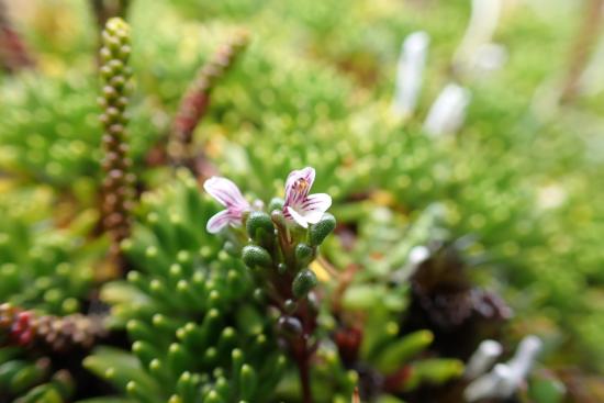 Euphrasia perpusilla